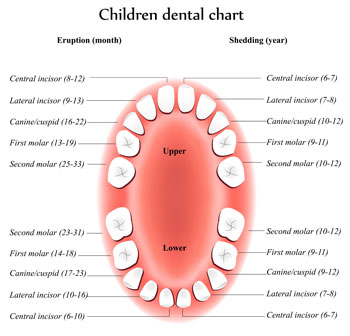 Lantzy Children's Dentistry - Tooth Eruption Chart